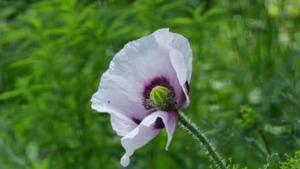 Poppy Inflorescences White Purple Petals Petals Stamens Close Theme Horticulture — Wideo stockowe