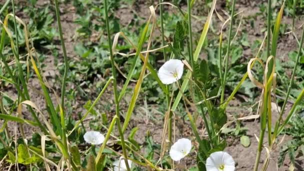 Vazelína Convolvulus Arvensis Kvetení Bílých Květin Vypadá Jako Zvony Louce — Stock video