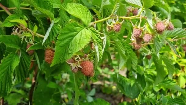 Ripening Berries Large Raspberries Green Bush Sunny Windy Day Garden — Wideo stockowe