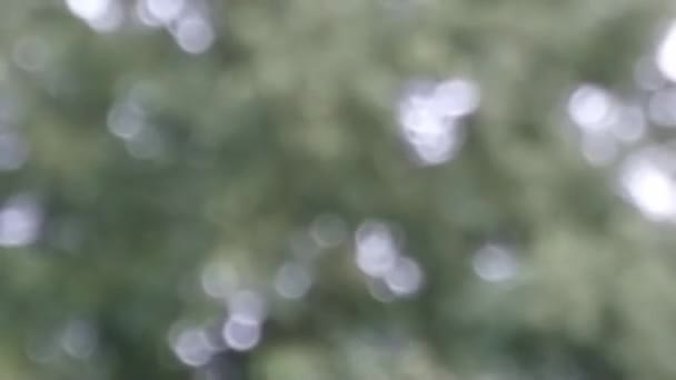 Blurry Dark Green Background Leaves Bokeh — Wideo stockowe