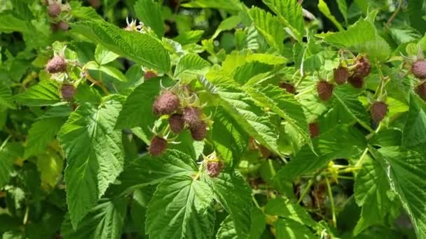 Unripe Green Raspberry Berries Summer Bush Sunny Day Theme Gardening — Stock Video