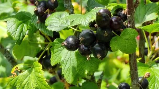 Ripe Black Currant Branches Green Leaves Sunny Day Close Harvest — Video Stock