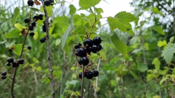 Ripe Berries Black Currant Branch Bush Green Garden Harvesting Gardening — Wideo stockowe