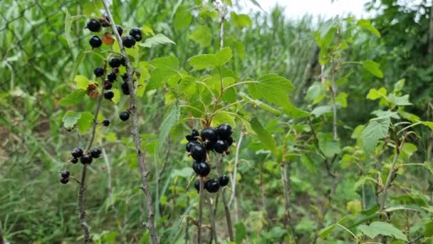 Ripe Black Currant Branches Green Leaves Sunny Day Harvest Season — Video Stock