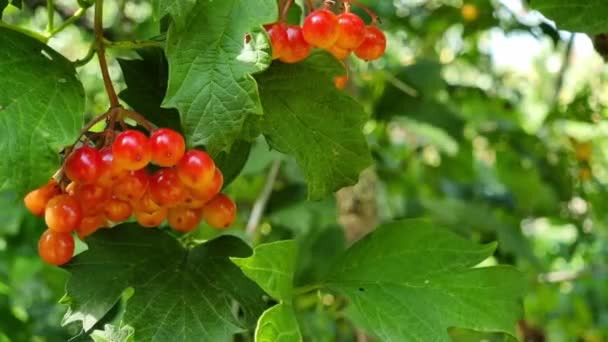Unripe Red Viburnum Berries Bush Leaves Sunny Day Close Gardening — Stock video