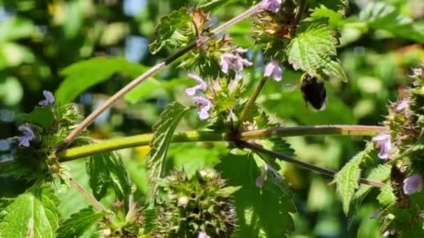 Bumblebee Zbiera Nektar Pokrzywach Zapylanie Kwiatów Liliowych Rośliny Lecznicze — Wideo stockowe