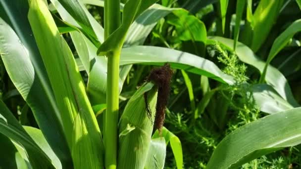 Ripening Head Corn Stem Green Leaves Field Close Harvesting — 비디오