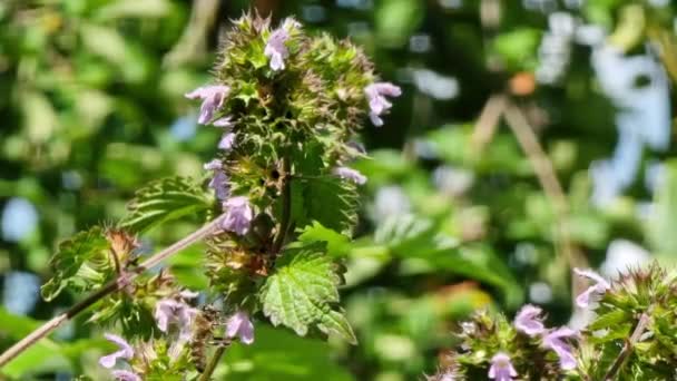 Bees Pollinate Wild Nettles Forest Lawn Sunny Day Purple Flowers — Wideo stockowe