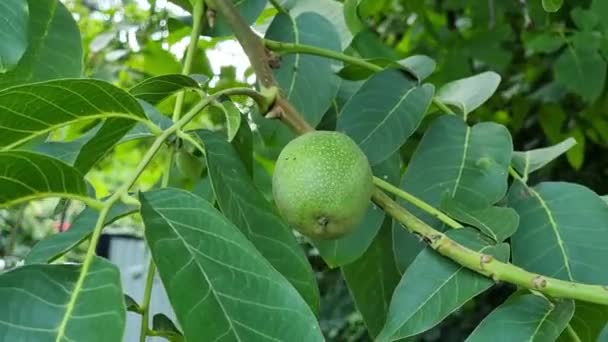 Onrijpe Walnoot Fruit Een Tak Met Groene Bladeren Tuinieren — Stockvideo