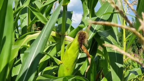 Green Corn Cobs Middle Garden Sunny Day — Stockvideo