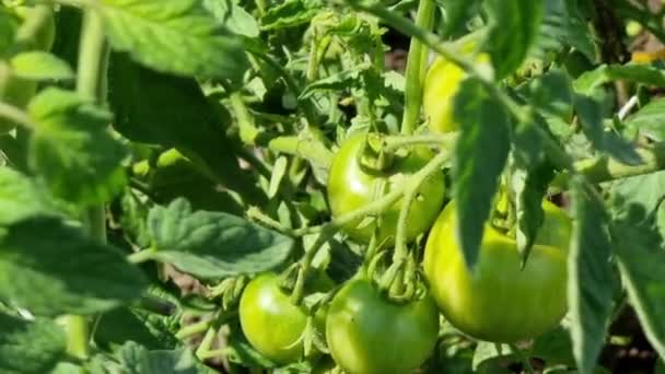 Bush Green Ripening Tomatoes Top View Close Summer Day Field — Stock videók