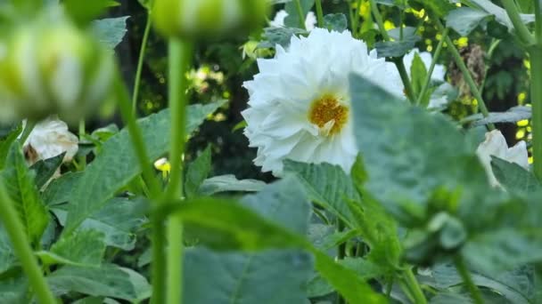 晴れた夏の日に家の近くの庭で白い美しいダリアの花のクローズアップ — ストック動画