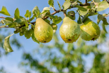Olgun yeşil ıslak üç armut mavi gökyüzüne karşı büyük bir ağaç dalında bahçede yağmur damlalarıyla kaplı. Gerçek fotoğraf. Bahçıvanlık. Hasat..