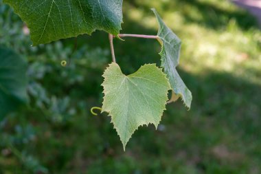 Young juicy grape leaf close-up on a branch in a summer vineyard.