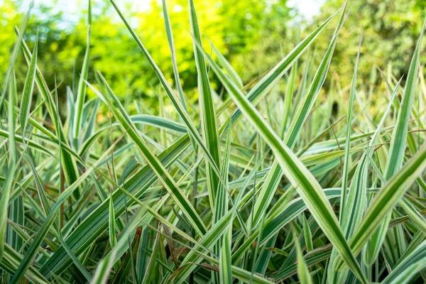 Close-up of fresh long leaves. Chlorophytum comosum in a summer garden on a sunny day.