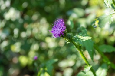 Thistle blooming, purple flower on a green blurred background of greenery with bokeh.