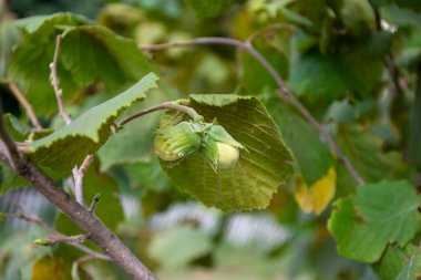Green hazelnut ripening on a branch in the forest. Summer warm day.