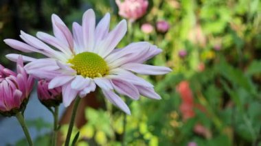 Chrysanthemum white-purple close-up on a flower bed in the garden.