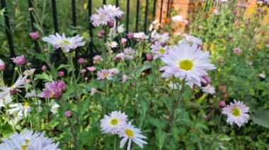 Blooming white-lilac chrysanthemums close-up on a flower bed in the garden