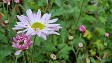 Large blooming chrysanthemum on a green grassy background with buds. Autumn flowers.