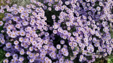 Flowering asters are perennial and honey bees. View from above.