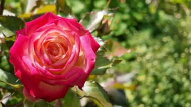 Beautiful red and pink rose in the garden. Flower close-up, top view. Bright sunny day.