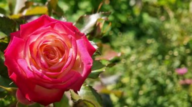 Beautiful red-pink rose in the garden close-up. Flower top view. Bright sunny day.