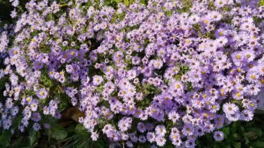 Flowering asters are perennial and honey bees. Flowers top view. Bright sunny day.