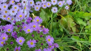 Büyük, küçük, güzel, çiçek açan mor astar çalıları. Çiçekler ve tomurcuklar.