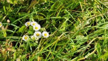Tarla beyazı çiçekler, Erigeron pire torbası. Yeşil bir tarlada çiçek açan paskalya papatyası. Asteraceae familyasının daimi, otçul bitkisi dik gövdeli..