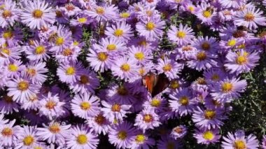 Küçük asterlar. Tavuskuşu kelebeği bir çiçeğin üzerinde oturur. Bahçe çiçek mevsiminde..