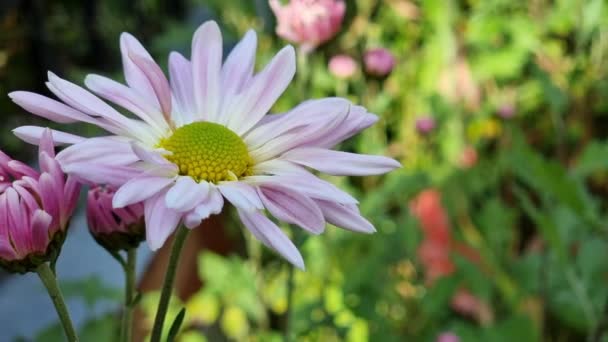 Chryzantéma Bílá Fialová Zblízka Záhonu Květin Zahradě — Stock video