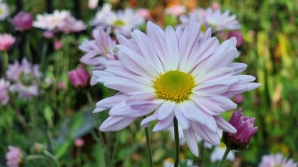 Chrysanthemum White Purple Close Flower Bed Garden — Stock Video