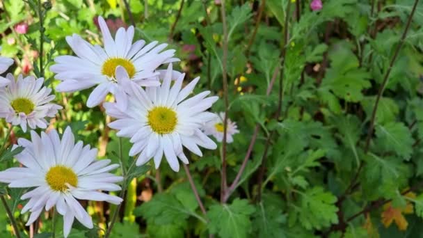 Blommande Krysantemum Trädgården Ovanifrån Höstblommor — Stockvideo