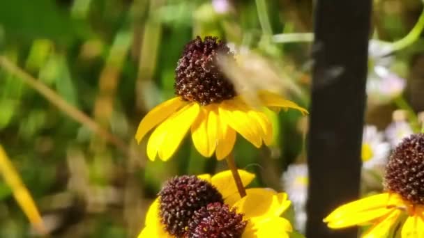 茶色の中心を持つ夏の庭の美しい黄色の花 ヘリオスピス — ストック動画