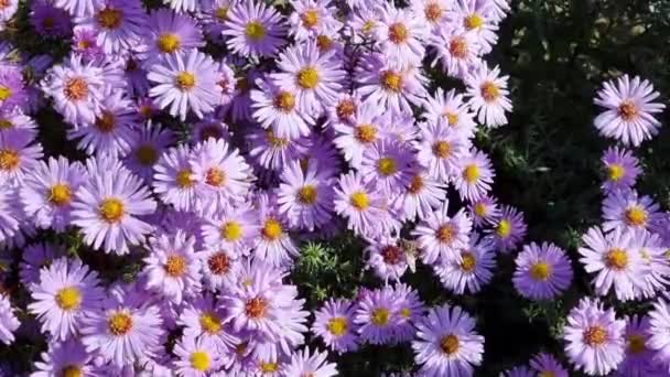 Квітучі Айстри Багаторічні Квіти Вид Зверху Летючий Зумер — стокове відео