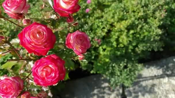 Кущ Красивих Червоно Рожевих Троянд Вид Зверху — стокове відео