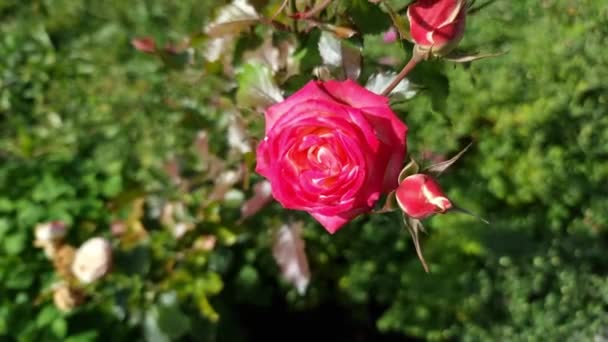 Красно Розовая Роза Длинном Стебле Саду Цветочный Крупный План Вид — стоковое видео