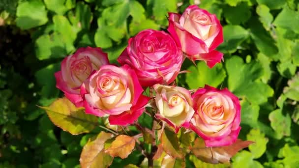 Arbusto Hermosas Rosas Rojas Jardín Día Soleado Vista Desde Arriba — Vídeo de stock