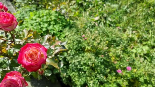 Ένας Θάμνος Όμορφα Κόκκινα Ροζ Τριαντάφυλλα Φόντο Απαλά Θολή Πράσινο — Αρχείο Βίντεο