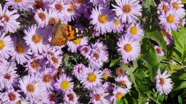 Kleine Lila Astern Tagpfauenauge Biene Summerfliege Sammeln Nektar Aus Blumen — Stockvideo