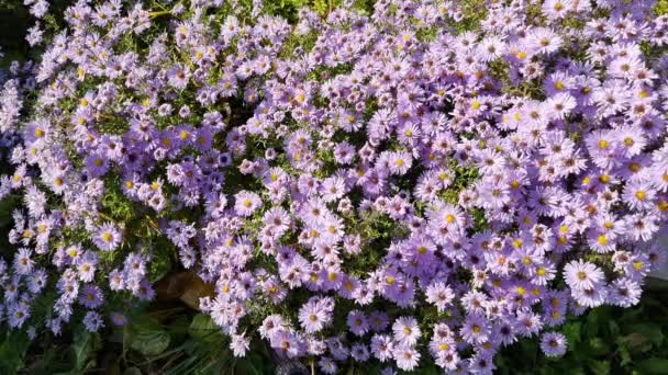 Flowering Asters Perennial Honey Bees Flowers Top View Bright Sunny — Stockvideo