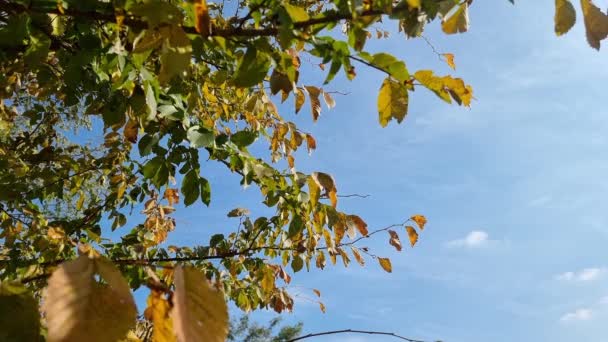 Autumn Forest Yellowed Hornbeam Leaves Branches Blue Sky Clouds — Stockvideo