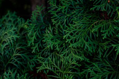 Dark background from evergreen thuja leaves. Backdrop