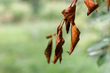 Dry twisted cherry leaves on a branch on a blurred pale green background. Selective focus.