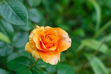 Orange rose close-up in the garden. Real photo. Floriculture.