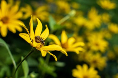 A honey bee collects nectar on a heliopsis flower, side view of an insect. Perennial flowering plant with yellow flowers on a sunny summer day.