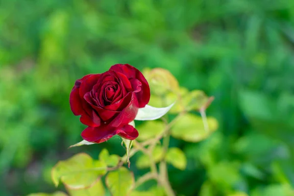Close-up of a burgundy rose on a stem against a blurred green background of greenery and leaves. Real photo. Selective focus. Floriculture.