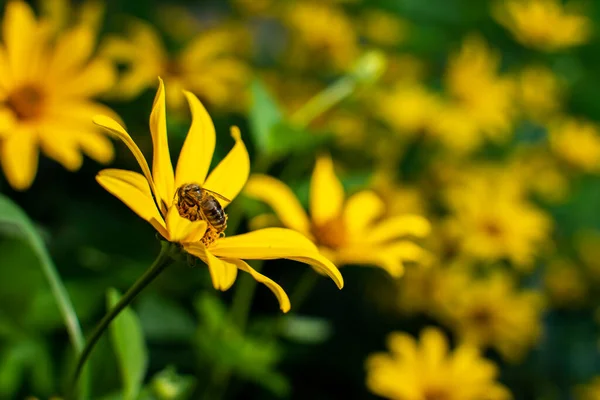 A honey bee collects nectar on a heliopsis flower, side view of an insect. Perennial flowering plant with yellow flowers on a sunny summer day.
