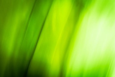 Abstraction of light through spring grass leaves, green blurred background banner, waves and gradient. Backdrop